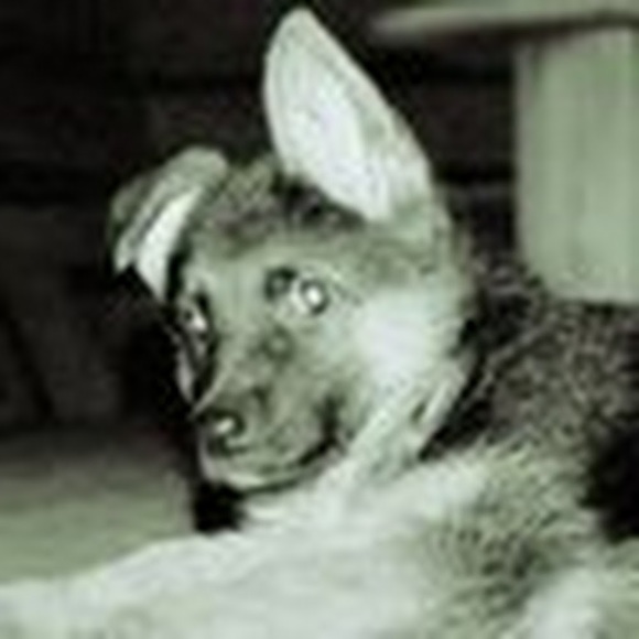 Meet your Posher, Maggie - Picture 1 of 1